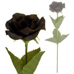 Single Black Rose